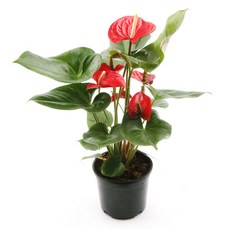 갑조네 안스리움 대품 공기정화식물 꽃있는식물 꽃화분, 1개