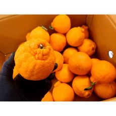 제주 한라봉 가정용 실속형 로열과 3kg 5kg 10kg, 1박스, 실속형 3kg