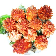 통영 당일손질 깐멍게 횟감용과 싱싱한 안깐멍게 활멍게, (활)안깐멍게3kg