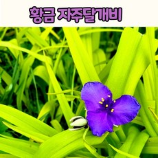 황금자주달개비(5치 포트) 황금달개비 /전국노지월동