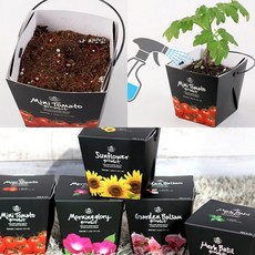 다이소 식물 스위트 바질 방울토마토 해바라기 집에서 야채 키우기 심기 기르기 키트 세트, 나팔꽃