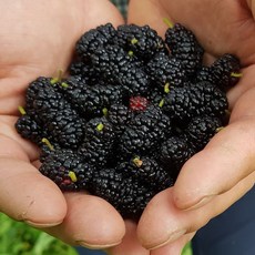 산청블루베리오디