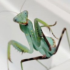 왕사마귀 넓적배사마귀 키우기 선택하기, 넓적배사마귀(5~6령), 1마리