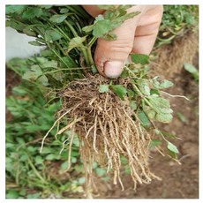 돌미나리종근 1k 밭에서 뽑아보내드려요, 1개