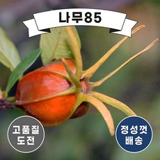 (나무85) 열매치자 4치 포트 (2주묶음), 1개