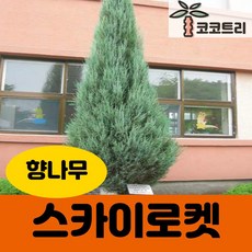 [코코트리] 스카이로켓향나무 묘목, 1개, [10주묶음] 스카이로켓향나무 삽목1년 특묘