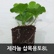 제라늄 TOP01