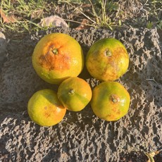 [제철365] 산지직송 새콤달콤 노지귤, 하우스귤 못난이 2.5kg, 1개