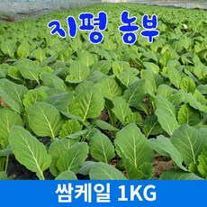 쌈용케일