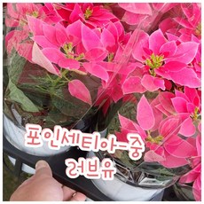 포인세티아화분