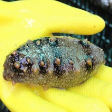 통영가리비 홍가리비1kg 외 해산물 골라담기, 1개, 해삼500g