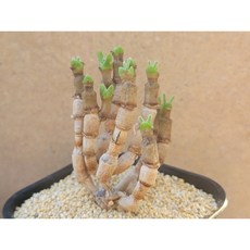 아이스블루네뷸라스노우썰매