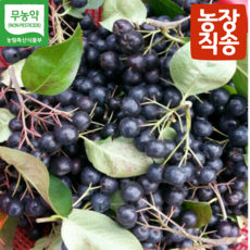 국내산 농장직송 햇아로니아 아로니아 아로니아생과 생아로니아 블랙초크베리, 1개, 10kg