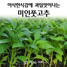 [모종심는아빠] 아삭한식감과 과일맛나는 미인풋고추