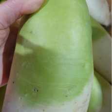 올바른새움푸드 국산100% 달큰 아삭한 제철맞은 가을무, 1개, 가을무5kg(2-4내외)