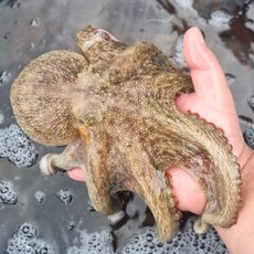 활 통영 돌문어, 1개, 1kg (1-4미)