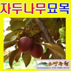 바늘나무두그루카시트