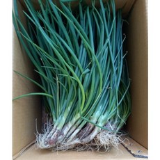 국내산 산지직송 당일수확 당일채취 햇 노지 쪽파 한단 흙쪽파 1단, 1개, 2kg