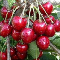체리나무(자가수정) 라핀 스위트하트 가림원예조경, 체리(라핀)자가수정 결실주