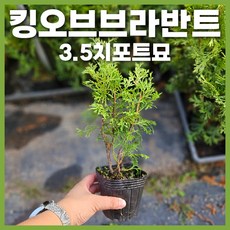 킹오브브라반트 TOP01
