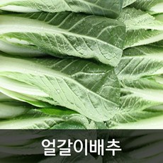 안산팜얼갈이배추