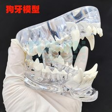 고양이 시뮬레이션 해부학 병원 동물이빨모형 크리스털 강아지고양이병원 수의학, 송곳니, 1개