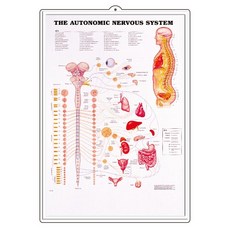 MEDIPRO 자율신경 3D인체해부도 [8026]