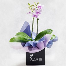 호접란 유니비바체 쌍대 서양란 승진 개업 집들이 축하 꽃선물 생화 농장직배송 공기정화식물 미니호접란, 유니비바체 쌍대 1세트