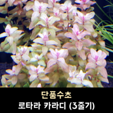 로타라 카라디 (3줄기)