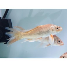 b6d75433d0a912f36f0db9078ec0300cf0c4e742c6205ada0e78712e59de.jpg