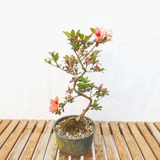 주목분재