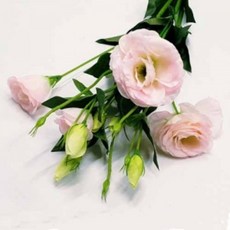 감성 조화 리시안 핑크 5개 한다발(봉오리5+큰꽃2+작은꽃2 1개구성 약77cm) 생화느낌 그대로 고퀄리티 실크플라워 스냅촬영 소품 꽃다발 부케 원데이클래스 (9개이상 주문배송)