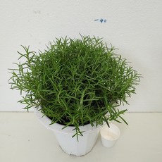 (성심꽃농원) 로즈마리 허브 외목대