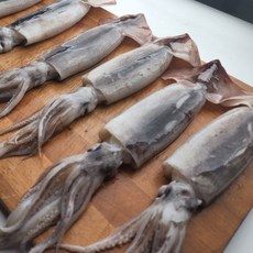 서해생물오징어