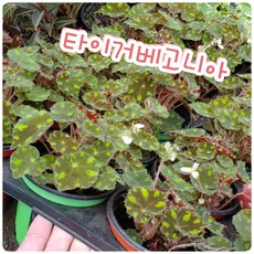 7cf7c23f1faecc56912ea3105da36021dc44d2b3456689fac53cccc25a2a.jpg