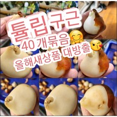 튤립구근 겹꽃포함 40개묶음/올해 신상품으로 출고해드려요^^, 40개