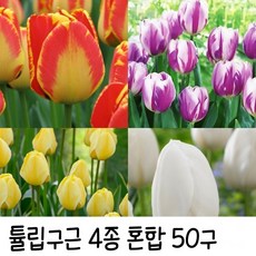 튤립구근 4종혼합 50구 추식구근 수성조경농원 반자루카/플래밍플래그/얍그루트/화이트프린스, 50개