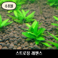 스트로징레펜스