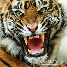 호랑이실십자수