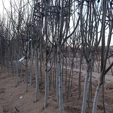 실과수송수단