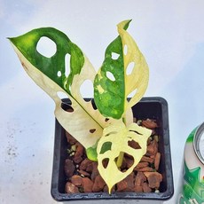 무늬아단소니