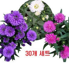 키이로빈골드