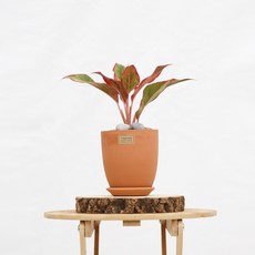 몬스테라키우기