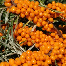 산자나무 (비타민나무 시벅톤) 자가수정되는 프리스도퍼오렌지 품종