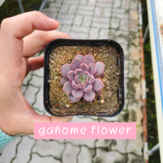 로망하우스