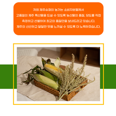 제주도초당옥수수