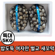 밥도독 여자만 벌교 새꼬막, 1개, 특대5kg