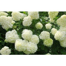 목수국라임라이트