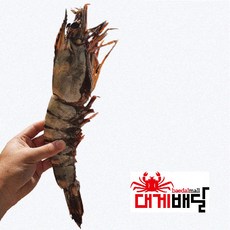 [ 대게배달] 킹타이거 새우 3마리 총 1kg( 마리당 평균 330g) 자이언트 킹 블랙타이거 대왕 새우