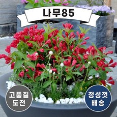 삼색병꽃나무